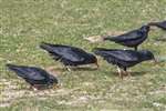Choughs (red, white over blue, red, green over orange and red, lime over white) Ardnave, Islay