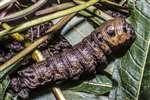 Elephant hawk moth caterpillar, Kelvingrove
