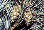 Scots pine cones, Kelvengrove Park, Glasgow