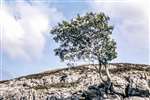 Ash tree growing out of limestone, Rassal