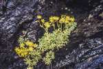 Yellow Mountain Saxifrage, Meall nan Tarmachan