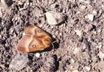 77-0384 Northern Eggar moth, Dalwhinnie