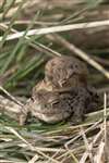 Common toads mating at Black Devon Wetlands