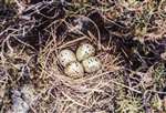 Common Sandpiper's nest, Loch na Lairige