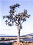New Zealand Cabbage Palm tree, Pirnmill, Arran