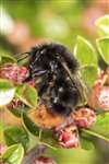 Red-tailed Bumblebee, Kelvindale