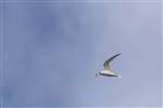 Little tern in flight with sand eel, Gunna, Coll