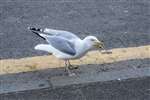 Herring Gull, Great Cumbrae