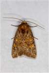 Ear moth, Cashel
