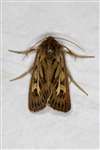 Antler Moth, Cashel
