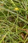 Lesser Spearwort, Cashel