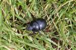 Dor Beetle, Cashel