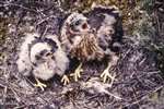 85-0655 Hen Harrier chicks, Kilpatrick hills