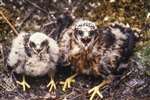 85-0675 Hen Harrier chicks, Kilpatrick hills