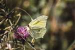 Brimstone butterfly, Plaistow, Sussex