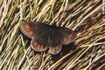 Small mountain ringlet, Ben Lawers