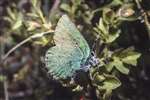 Green Hairstreak butterfly, Mugdock Country Park