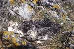 Oystercatcher eggs and chicks, Kintyre