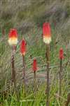 Red hot poker, Coul Links