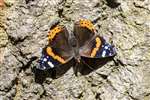 Red Admiral butterfly, Millport
