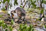 Great Crested Grebe on nest, Loch of the Lowes