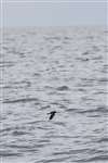 Storm petrel in flight over the Minch