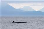 Northern Minke whale in the Minch, with Red Cuillin