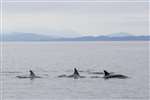 Common dolphins in the Minch off Gairloch
