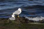 Common Gulls, Great Cumbrae