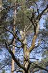 Dead Scots Pine on Kirkconnel Flow