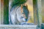 Grey Squirrel, Kelvindale