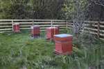 Hives of native Black bee, Coll
