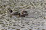 Coot with chicks, Binghams Pond