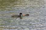 Coot feeding chick, Binghams Pond