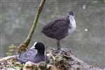 Coot with chick, Bingham's Pond