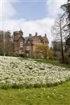 Threave House and Daffodils