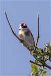 Goldfinch at Threave Nature Reserve