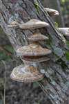 Blushing Bracket Fungus at Garnock Floods SWT Reserve