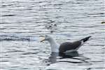 Lesser Black Backed Gull on Hogganfield Loch