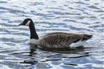 Canada goose on Hogganfield Loch