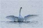 Mute swan on Hogganfield Loch