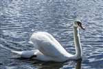 Mute swan on Hogganfield Loch