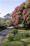 Rhododendrons, Logan Botanic Garden, Galloway