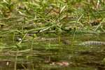 Grass snake, Warburg nature reserve, Oxfordshire