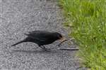 Blackbird picking up Slow worm tail