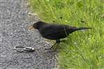 Blackbird and wriggling Slow worm