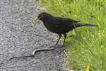Blackbird and Slow worm, extended showing its length