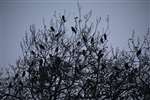 Jackdaws roosting in trees, Cholsey, Oxfordshire