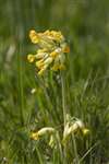 Cowslip, Greys Court, Oxfordshire