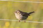 Female House sparrow, Mull Head, Deerness, Orkney